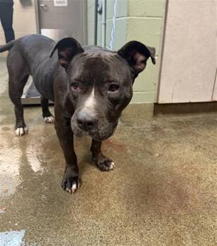 Mixed Breed Dogs Available for Adoption in Jacksonville, Florida - MUNA | PetCurious
