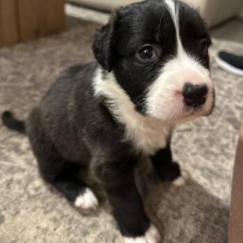 Yellow Labrador Retriever Dogs Available for Adoption - Calliope / Oreo | PetCurious