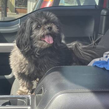 Shih Tzu and Mixed Breed Dogs Available for Adoption in Spokane, Washington - Buddy | PetCurious