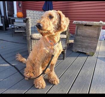 Red 4yrs - mature children -  Poodle Dog for Adoption in Sterling, Massachusetts - Red 4yrs - Mature Children | PetCurious