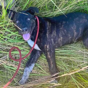 Reeses -  Cattle Dog and Mixed Breed Dog for Adoption in Tonasket, Washington - Reeses | PetCurious