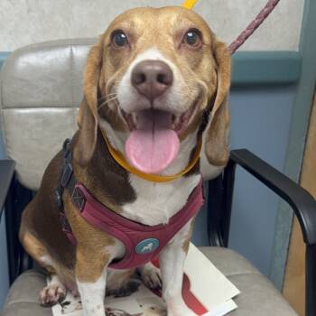 Rescue Beagle Dogs for Adoption in Miami, Florida - Gucci | PetCurious