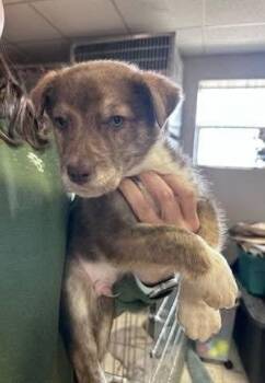 Mixed Breed Dogs Available for Adoption - Wrangler | PetCurious