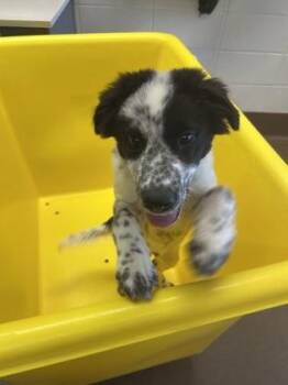 Steezie -  Mixed Breed Dog for Adoption in Wichita, Kansas - Steezie | PetCurious