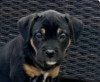 Honey -  Rottweiler and Terrier Dog for Adoption in San Ramon, California - Honey | PetCurious