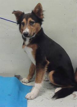 Border Collie and Mixed Breed Dogs Available for Adoption - FLYNN | PetCurious