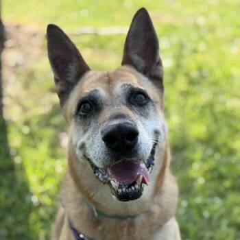 Dorene Florie -  German Shepherd Dog Dog for Adoption in Pearland, Texas - Dorene Florie | PetCurious
