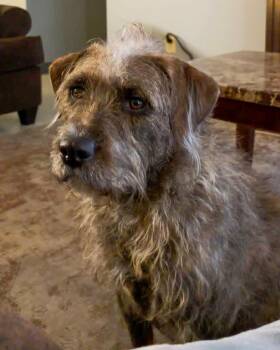 Irish Wolfhound Dogs Available for Adoption - Bailey  | PetCurious