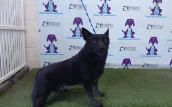 WHISKEY -  Australian Cattle Dog Blue Heeler and Mixed Breed Dog for Adoption in Orlando, Florida - WHISKEY | PetCurious