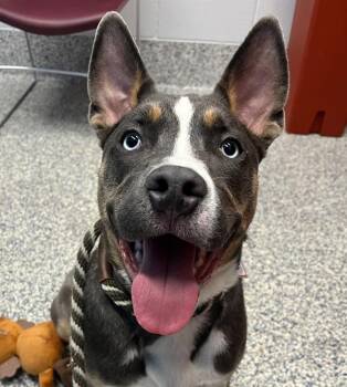 Pit Bull Terrier and Siberian Husky Dogs Available for Adoption in Golden, Colorado - Cowabunga | PetCurious