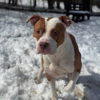 Pit Bull Terrier Dogs Available for Adoption - Tony | PetCurious