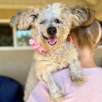 Nessi -  Terrier Dog for Adoption in Ramona, California - Nessi | PetCurious