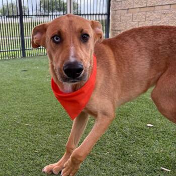 Ray -  Shepherd and Mixed Breed Dog for Adoption in Hagerstown, Maryland - Ray | PetCurious