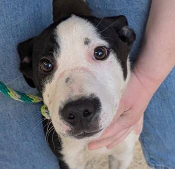 Terrier Dogs Available for Adoption in Des Moines, Iowa - Alex | PetCurious