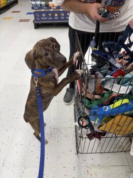 Rhonda -  Hound and Retriever Dog for Adoption in Valley Stream, New York - Rhonda | PetCurious