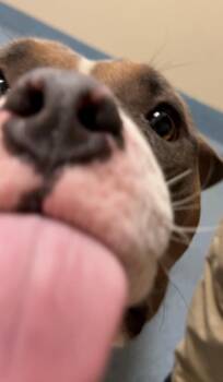 Bark Wahlberg -  Bulldog Dog for Adoption in Suffolk, Virginia - Bark Wahlberg | PetCurious
