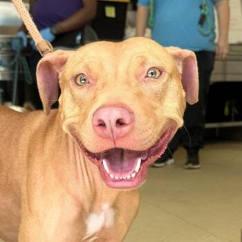 Colander -  American Staffordshire Terrier Dog for Adoption in Walnut Creek, California - Colander | PetCurious