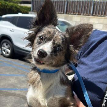 Larry A2287070 -  Chihuahua Dog for Adoption in Los Angeles, California - Larry A2287070 | PetCurious