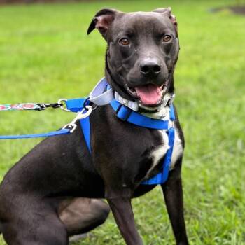 Allie -  Mixed Breed Dog for Adoption in Wantagh, New York - Allie | PetCurious