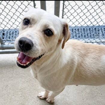 Goldy -  Labrador Retriever Dog for Adoption in Waldorf, Maryland - Goldy | PetCurious