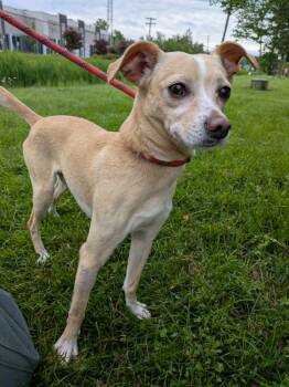 Scotland -  Chihuahua Dog for Adoption in Vaudreuil-dorion, Quebec - Scotland | PetCurious