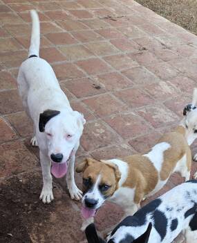 Rescue Retriever and Australian Cattle Dog Blue Heeler Dogs for Adoption in Santa Ana, California - Bryce | PetCurious