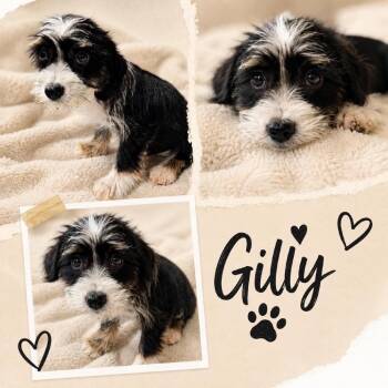 Gilly/Pip -  Havanese Dog for Adoption in Hackett, Arkansas - Gilly/Pip | PetCurious