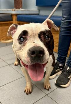 Hester -  Pit Bull Terrier Dog for Adoption in Buffalo, New York - Hester | PetCurious