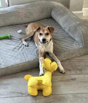 Copper -  Australian Cattle Dog Blue Heeler Dog for Adoption in Thornton, Colorado - Copper | PetCurious