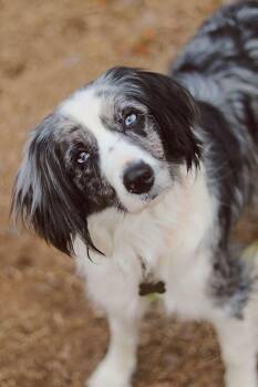 Rescue Australian Shepherd Dogs for Adoption in Ontario, California - River FL | PetCurious