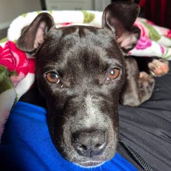 Ida -  Mixed Breed Dog for Adoption in Fenton, Michigan - Ida | PetCurious