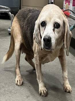 Rescue Beagle Dogs for Adoption - BERTHA | PetCurious