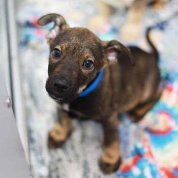 Nate -  Shepherd and Mixed Breed Dog for Adoption in Atlanta, Georgia - Nate | PetCurious