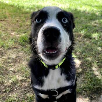 Bug -  Mixed Breed Dog for Adoption in Murray, Utah - Bug | PetCurious