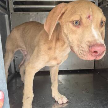 07/16/2026-Stray-PeabodyAvenue-2 -  Mixed Breed Dog for Adoption in Columbus, Georgia - 07/16/2026-Stray-PeabodyAvenue-2 | PetCurious