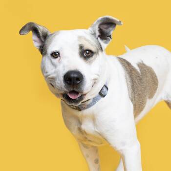 Rescue Pit Bull Terrier Dogs for Adoption in Franklin, Tennessee - Bebe | PetCurious