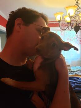 Rescue Chihuahua and Dachshund Dogs for Adoption in Columbia, Missouri - Reese's Pieces | PetCurious