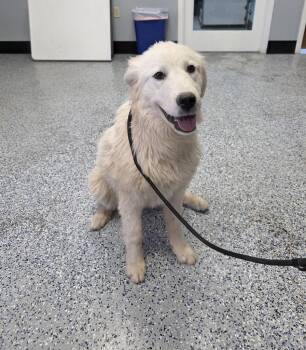 Great Pyrenees Dogs Available for Adoption - Dipper | PetCurious