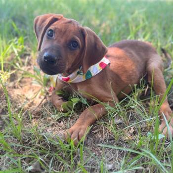 Edwin -  Hound Dog for Adoption in Livingston, Texas - Edwin | PetCurious