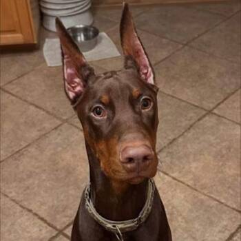 Doberman Pinscher Dogs Available for Adoption - Nucca/Blaze | PetCurious