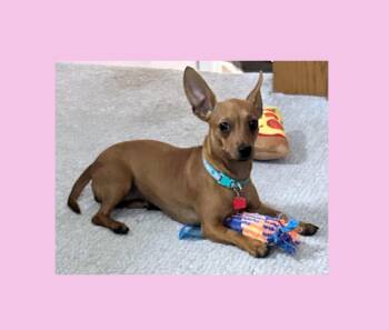 Paprika -  Chiweenie and Miniature Dachshund Dog for Adoption in Lake Geneva, Wisconsin - Paprika | PetCurious