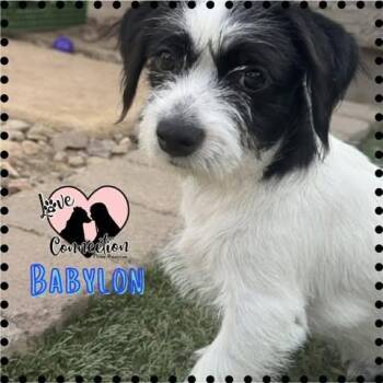 Babylon -  Chihuahua Dog for Adoption in Gilbert, Arizona - Babylon | PetCurious