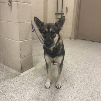 A431704 -  German Shepherd Dog and Mixed Breed Dog for Adoption in Conroe, Texas - A431704 | PetCurious