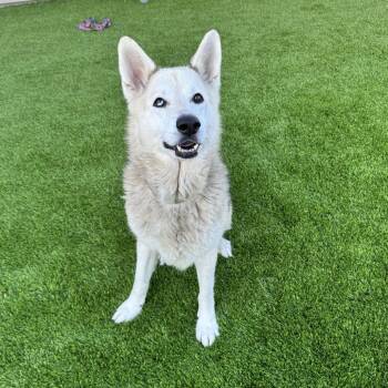 Husky and Alaskan Malamute Dogs Available for Adoption - Mouse | PetCurious