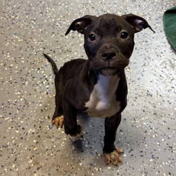 Hulk -  Pit Bull Terrier and Mixed Breed Dog for Adoption in Tuscaloosa, Alabama - Hulk | PetCurious
