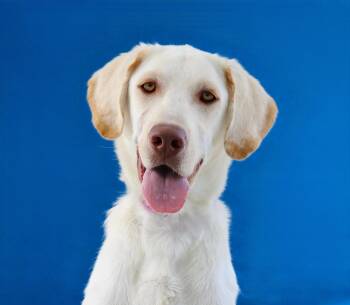 CRYPTO -  Retriever Dog for Adoption in Pasadena, California - CRYPTO | PetCurious