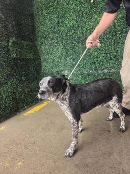 61312517 -  Australian Cattle Dog Blue Heeler and Mixed Breed Dog for Adoption in El Paso, Texas - 61312517 | PetCurious