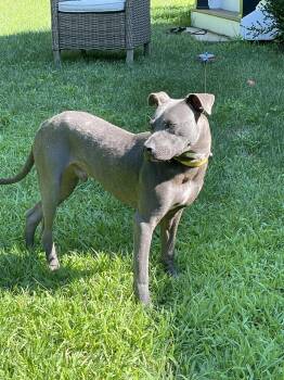 Rescue Pit Bull Terrier Dogs for Adoption in Longview, Texas - Peppi | PetCurious