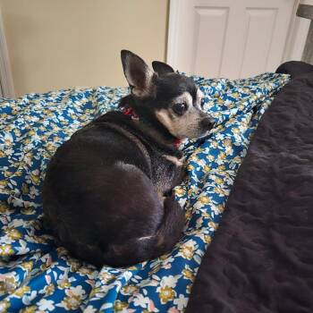 Rascal -  Chihuahua Dog for Adoption in Helena, Alabama - Rascal | PetCurious