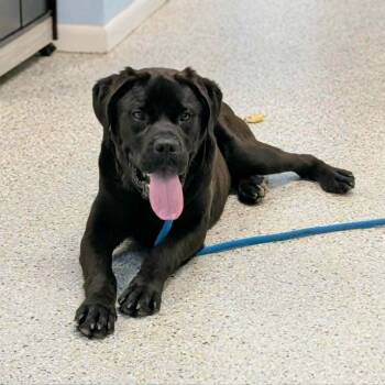 Mastiff and Black Labrador Retriever Dogs Available for Adoption in Decherd, Tennessee - Marley | PetCurious